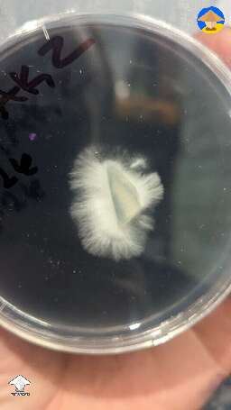 Why it's not a uniform myc circle on agar?