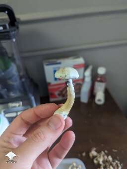 Costa Rican shroom