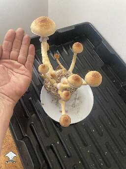 Cubensis Mexicana - 7 Flush