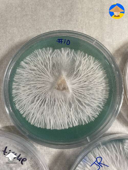 Perfect rhizomorphic mycelium on agar