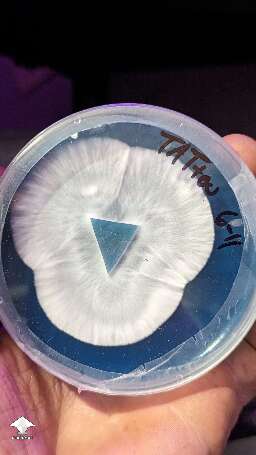 Beautiful mycelium growth on agar - forever amazed at how uniform nature can be #4
