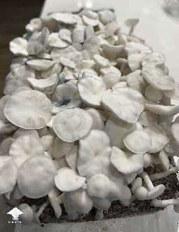 Pearly Gates mushrooms are ready for harvesting