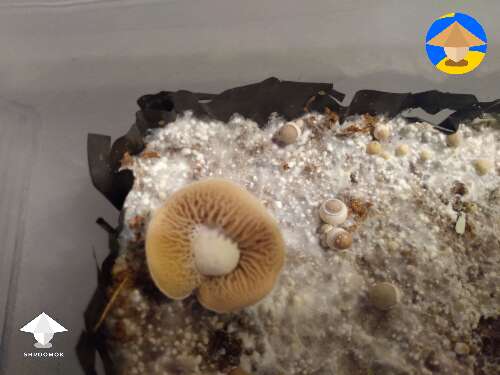 Koh Samui Super Strain Squat mushroom