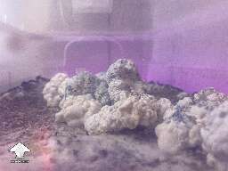 Psilocybe Cubensis Enigma magic mushroom fruiting