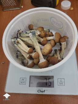 Golden Teacher - harvested 75g more