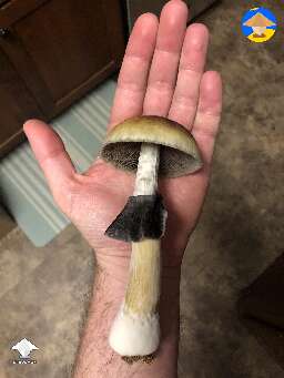 Are genetics best harvested/transferred by cloning the fruiting body rather than taking a spore print? #2