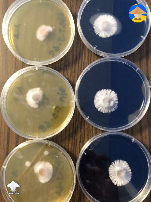 Sorghum Syrup agar (yellow) and ELME agar (Purple)