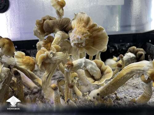 Ghidorah magic mushrooms growing #2