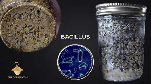 Bacterial contamination bacillus and psilocybe