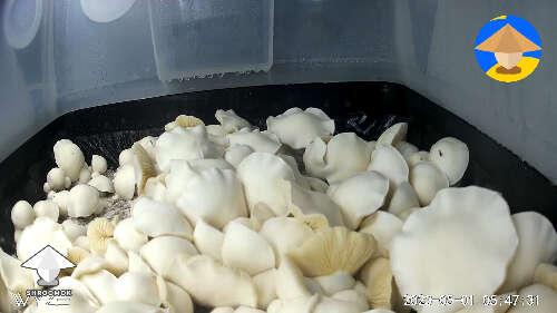 Cubensis Iceberg mushrooms rich harvest #2