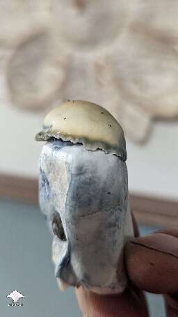 Harvested Bluey Vuitton mushrooms #6