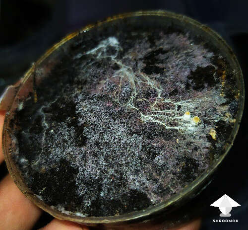 Panaeolus mycelium manure black agar media recipe