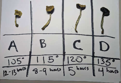 Temperature and time for drying mushrooms