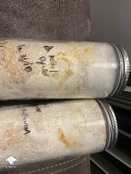 Yellowish mycelium - metabolites and aging