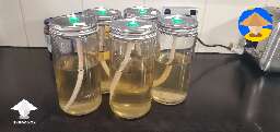 Airated LC experiment. Liquid Culture aeration tek