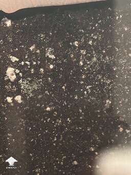 Green mold contamination #3