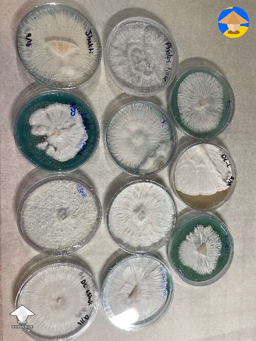 Some agar work 