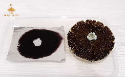 Big magic mushroom spore print golden teacher