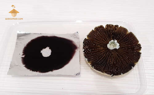 Big magic mushroom spore print golden teacher