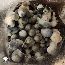 APE going dark - Albino Penis Envy mushrooms fruiting by ʎʇʇnN oɔʎW
