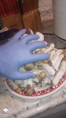 Penis Envy harvest -  795.76g wet