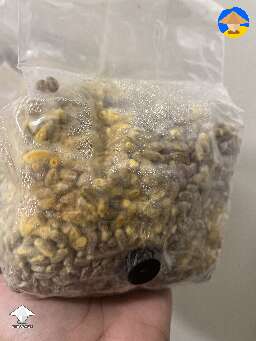 Please help is this contam? Why did this one turn yellow #2
