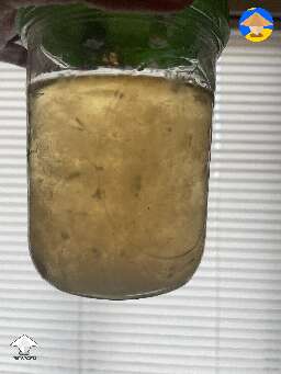 Healthy liquid culture with light shining through it
