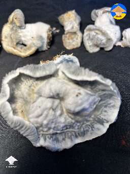 My Chocolate Krinkle Brain grew actual fruits instead of the blob coral mutation