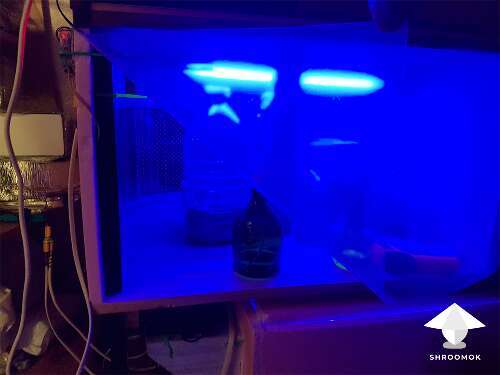 How to build automatic incubator for mushroom cultivation