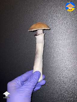 B+ that was by the astronaut, my biggest to date 39g