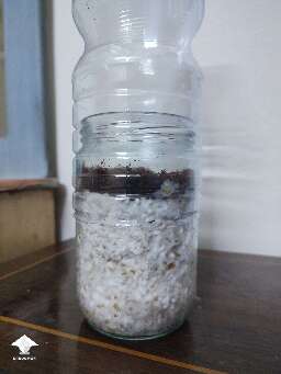 First time trying this kind of bottle tek