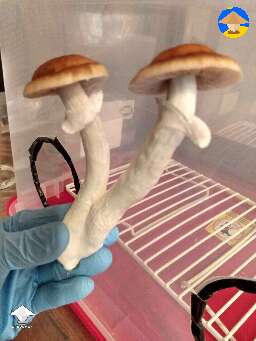 Blue magnolia classic magic mushrooms