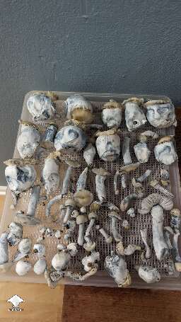 Harvested Bluey Vuitton mushrooms