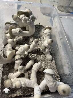 My Pearly Gates mushrooms look a lil different