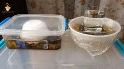 Soaking mushroom cake for the new flush