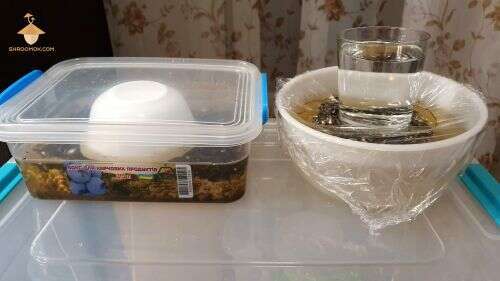 Rehydration mushroom cake in bigger containers