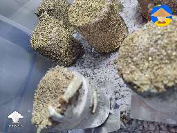 The lesson I learned today about PF tek mushroom cakes #2
