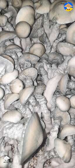 Gandalf shrooms harvest 280g #4
