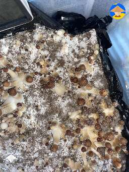 A few albinos popping up from my Pink Buffalo mushroom cake