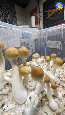 Tidal Wave flush 6 this mushroom cake just doesn't wanna stop