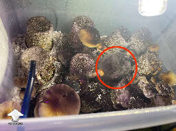 Late mushroom harvesting and one cake is contaminated