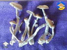 Harvested Luminous Lucy magic mushrooms from the quart jar