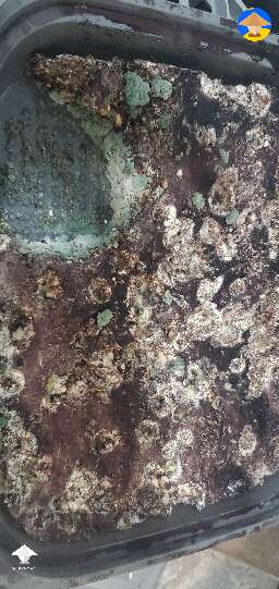 Current failed tub. 2 days after a very healthy first flush