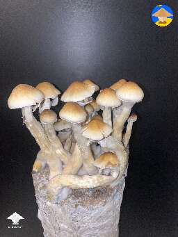 Blue Meanies 2nd flush 🤩 (Bottle Tek)