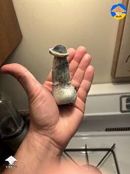 First APE I’ve grown and harvested. 60 grams wet