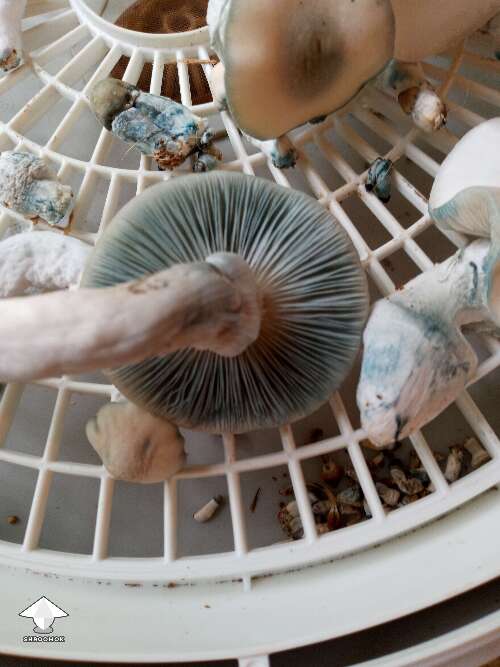 Psilocybe cubensis TAT Smurf magic mushrooms right before drying in dehydrator