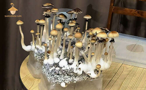 Magic mushrooms fruiting psilocybe cubensis thai