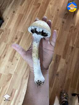 Amazonian cube shroom
