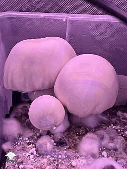 DC Shakti magic mushrooms by 🧞GT🍄GARGAMEL