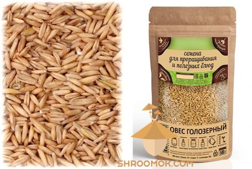 500px Oats for grain substrate for growing mushrooms